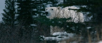 „Jääkaru nimega Nuhtlus“ valiti Oscarite eel-nimekirja.
