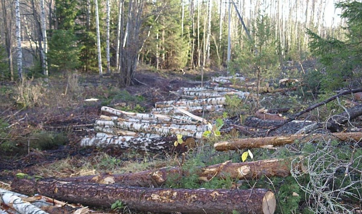 Kased on maha võetud, aga metsateatist pole ning puidu müümine seega sisuliselt võimatu.  