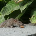 Грызуны по соседству. В городах плодятся крысы: как с ними бороться?