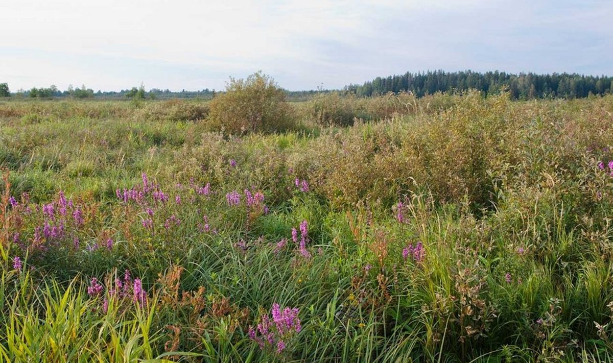 Luhtade rohelusse sugeneb pruune toone, kukesaba õitseb. Tammeluht Kaiu ja Jõemõisa järvede vahel (Foto: Arne Ader)