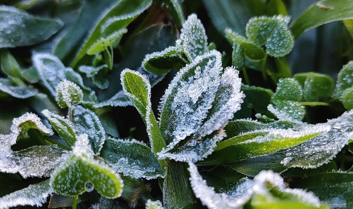 Ööl vastu esmaspäeva langeb temperatuur laialdaselt 0..-4°C-ni.