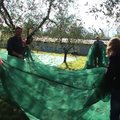 Itaalia: Oliivikorjamine