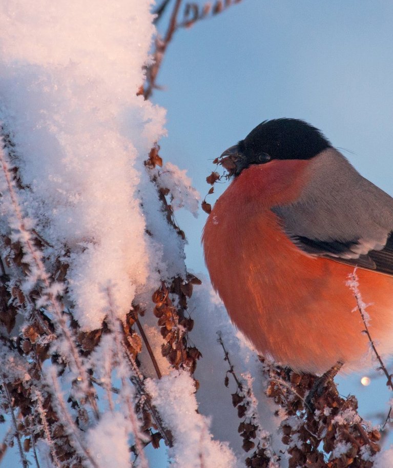 Umbrohuseemned on talvel leevikestele hüva söögipoolis. Uhket punast kuube kannab isaslind.