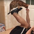 VIDEO: 35 trikki ühe hoobiga! Vaata, milliseid vägevaid trikke teeb see elegantne Bengali kass