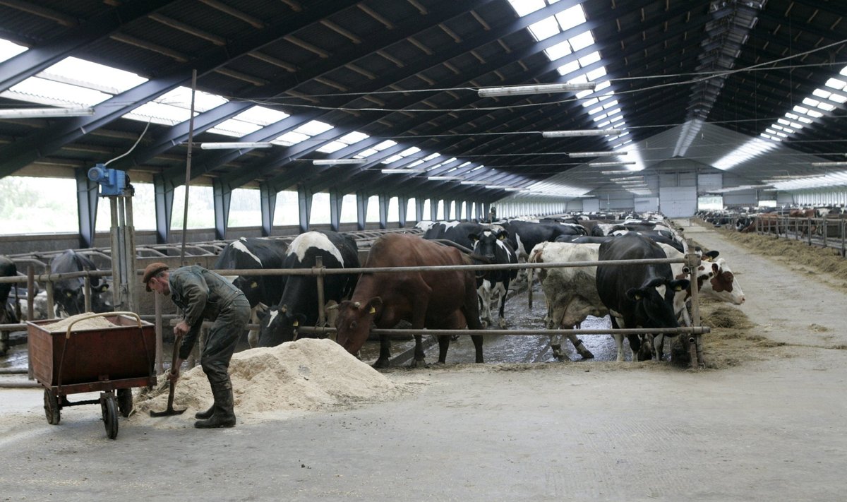 Torma POÜ tõusnud Eesti piimandus-eliiti kõrge piimatoodangu ja tugeva geneetilise baasiga karjaga, kus lüpsavad rekordlehmad.