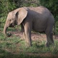ARMAS VIDEO: Elevandid tõttavad tervitama päästetud elevandibeebit