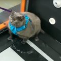 VIDEO | Jahmatavalt ülekaaluline kass võidab internetis populaarsust oma südantsoojendava treeningrutiiniga