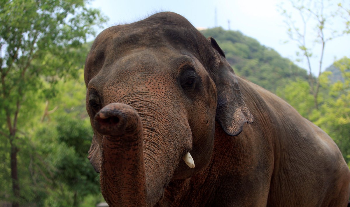 29-aastane India elevant Kavaan. 
