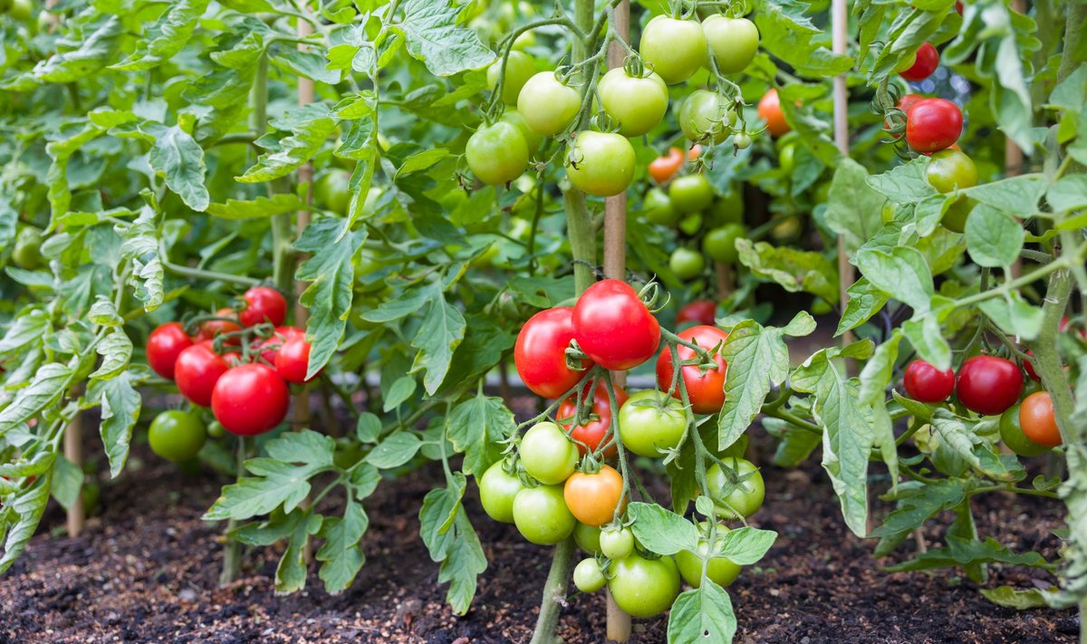 Madalakasvulisi tomateid saab kasvatada ka avamaal.