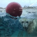 Omanäoline vaatepilt: nädalavahetusel võis loomaaia jääkarumaailma tiigis hoopis sukeldujaid kohata