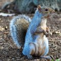 Märka väikseid loomi: oravapojad ja vigastatud siilid tahavad abi