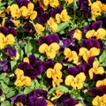 ФОТО | Весна идет: взгляните на яркий цветочный ковер из анютиных глазок!
