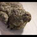 VIDEO | Siberist leiti ülihästi säilinud koopalõvi kutsika korjus, teadlased veeretavad kloonimismõtteid