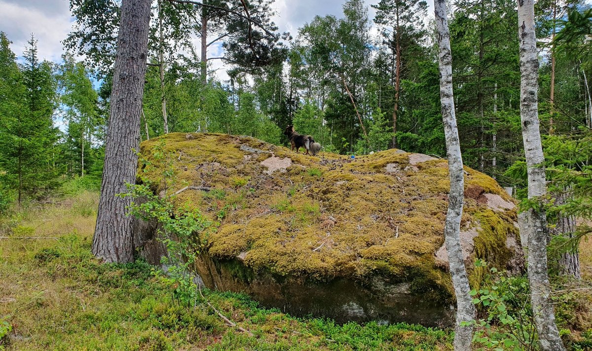 Эстонская природа. Иллюстративный снимок