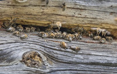 Mesilaspere elab rõõmsalt talutare palkide vahel.