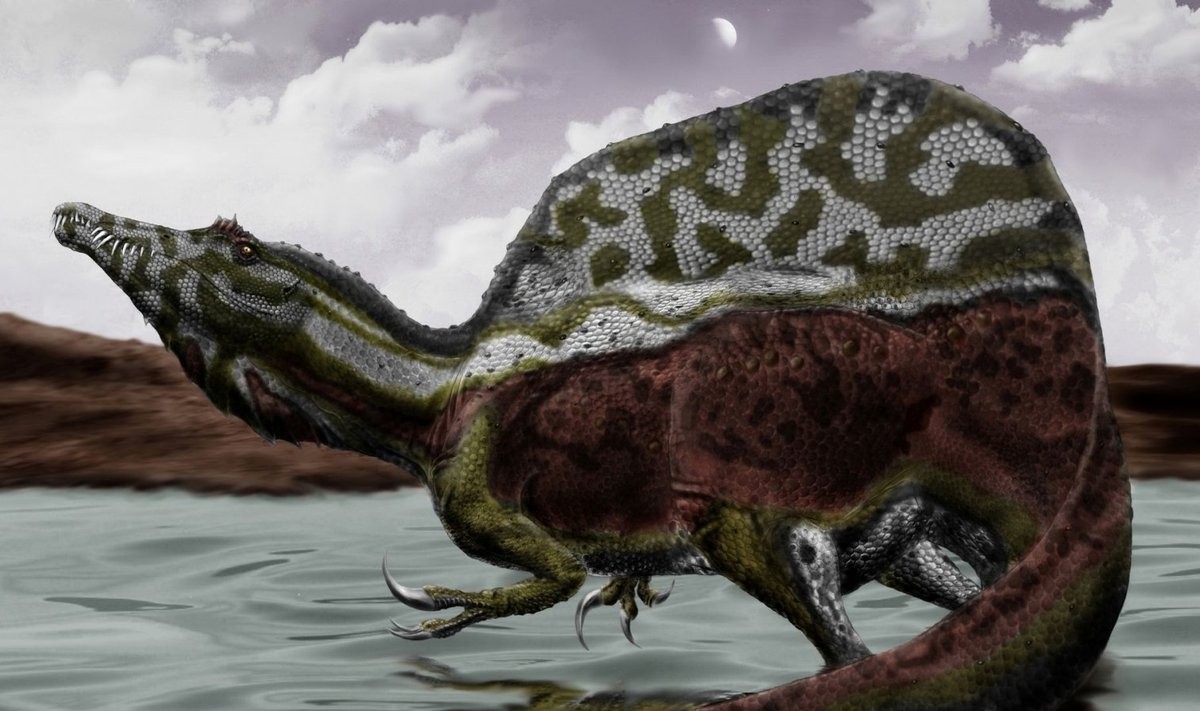 Spinosaurus oli kohastunud eluks vees (foto: Wikimedia Commons)