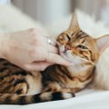 Как разговаривать с котами и кошками с точки зрения науки