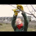 AIALEHE VIDEO: Kuidas lõigata viljapuud