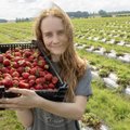 Kuuldused maasikate lõpust on liialdatud: kodumaiseid marju saab veel augustiski