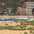 Sydney rannalt leiti kummalised rohelised kerad