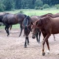 Prantsusmaal vahistati 21 inimest ravimitootmisel kasutatud hobuste inimeste toidulauale sattumise eest