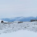 Parima välismaal pildistatud loodusfoto tegi Jarek Jõepera Norras Dovrefjellis