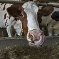 Piimatoodang lehma kohta kasvas rekordilise 8 833 kilogrammini