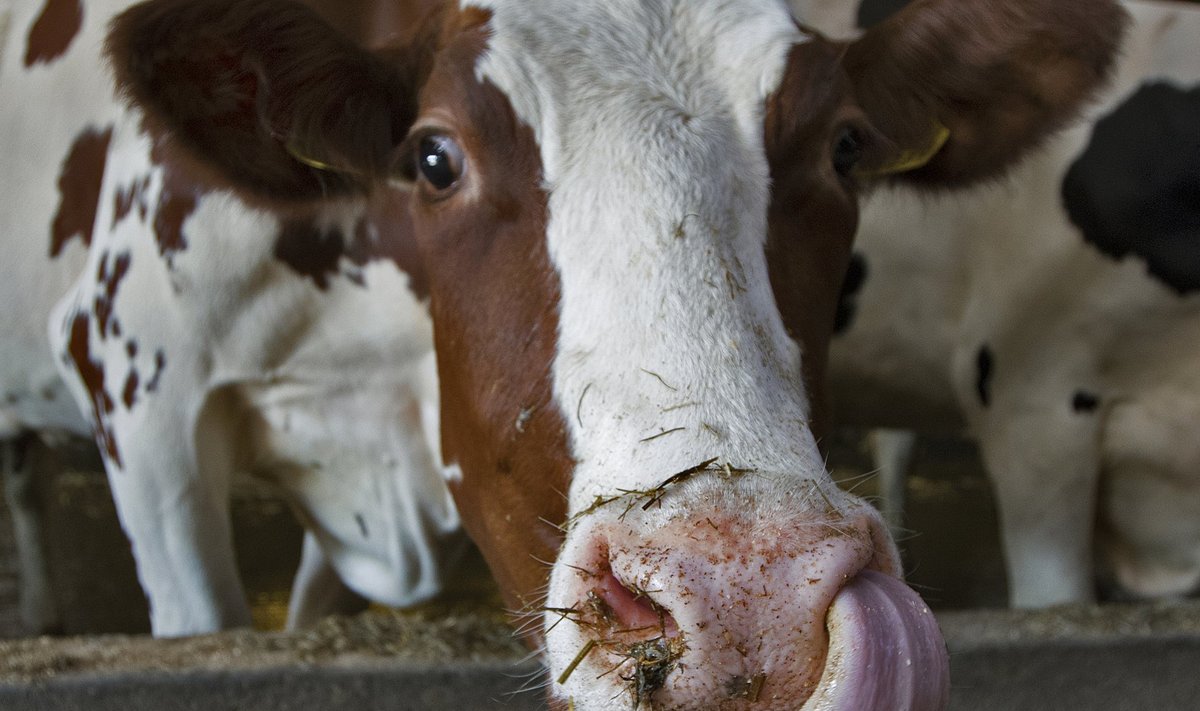 Eesti on keskmise piimatoodangu poolest lehma kohta Euroopas Taani järel teisel kohal, Kõljala farmi lehmad on ka Eesti keskmisest märksa tootlikumad.
