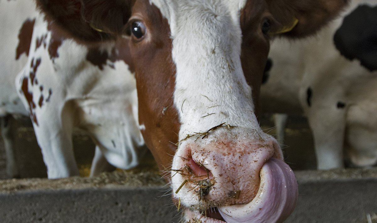 Seni on Saaremaa suurkarjade lehmad pidanud piimalehma kasvatamise toetusest suu puhtaks pühkima, kuid järgmisel aastal enam mitte.