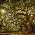 Tamm - maagiline puu, mis kaitseb kurjade jõudude eest, toob viljakust ja pikaealisust
