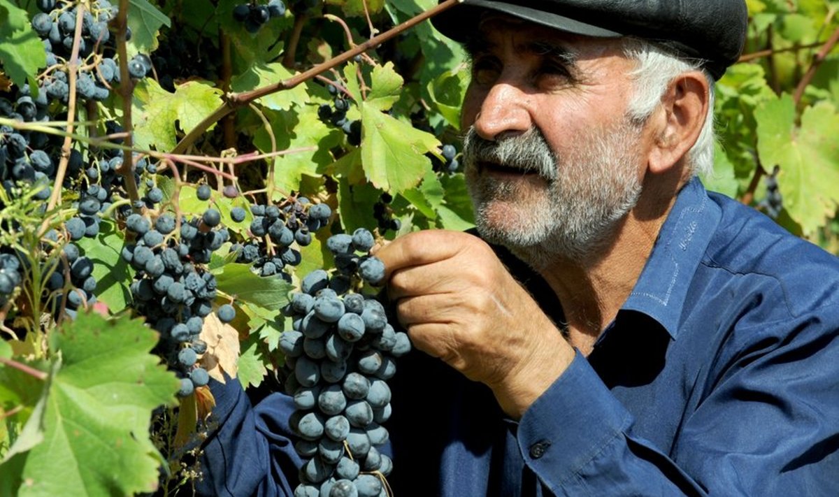 Viinamarjaistandus Gruusias. Ükski supra ei möödu kuulsa Gruusia veinita.
