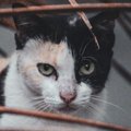 ВИДЕО | Мусорщик спас выброшенного в мешке кота за секунды до его гибели