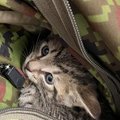 ФОТО | Военные нашли в кузове машины котят