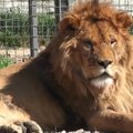Krimmis ähvardab 50 lõvi näljasurm