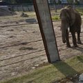 Google Street View näitab nüüd kuut uut loomaaeda