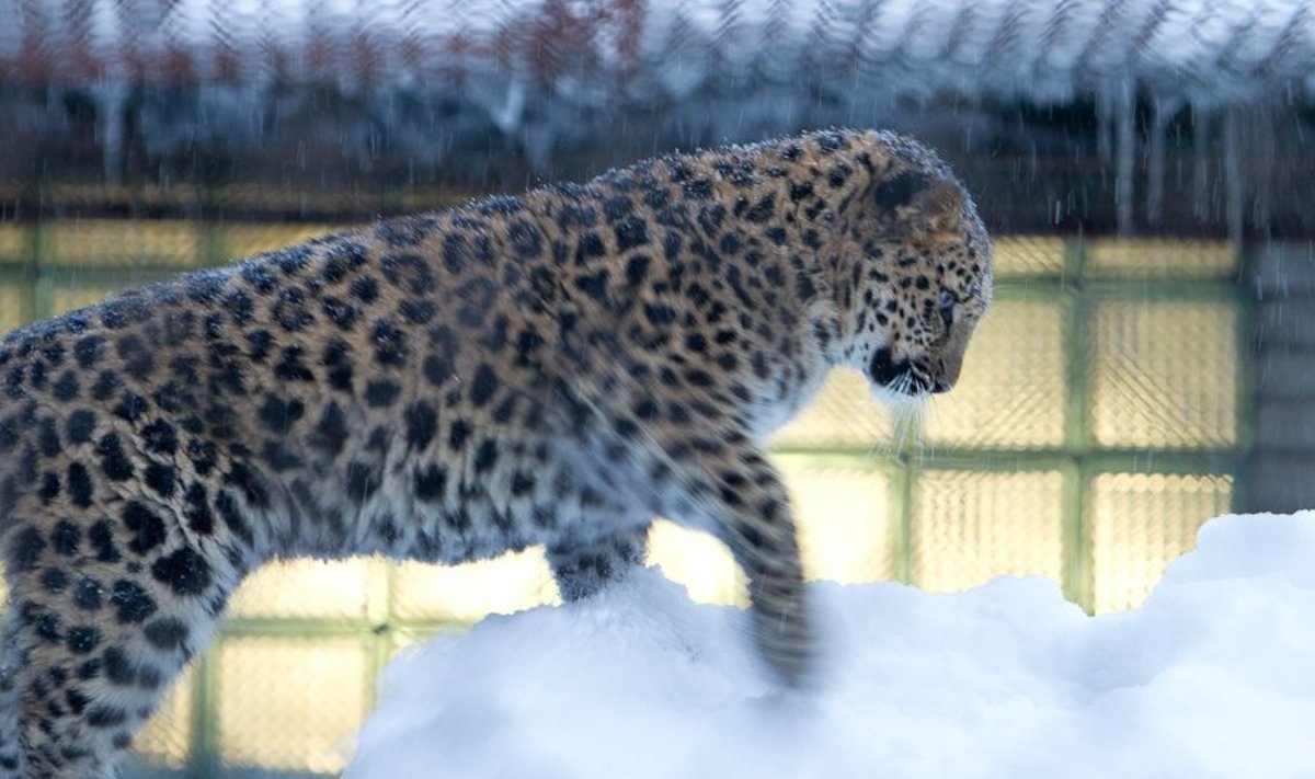 Amuuri lumeleopardi kutsikad mõnulevad lumel nagu liivarannal