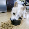 Idufirma: vaglad koeratoidus aitaks toita miljoneid inimesi