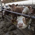 TV3 VIDEO: Piimatootjad on optimistlikud: lootusesäde on silmades
