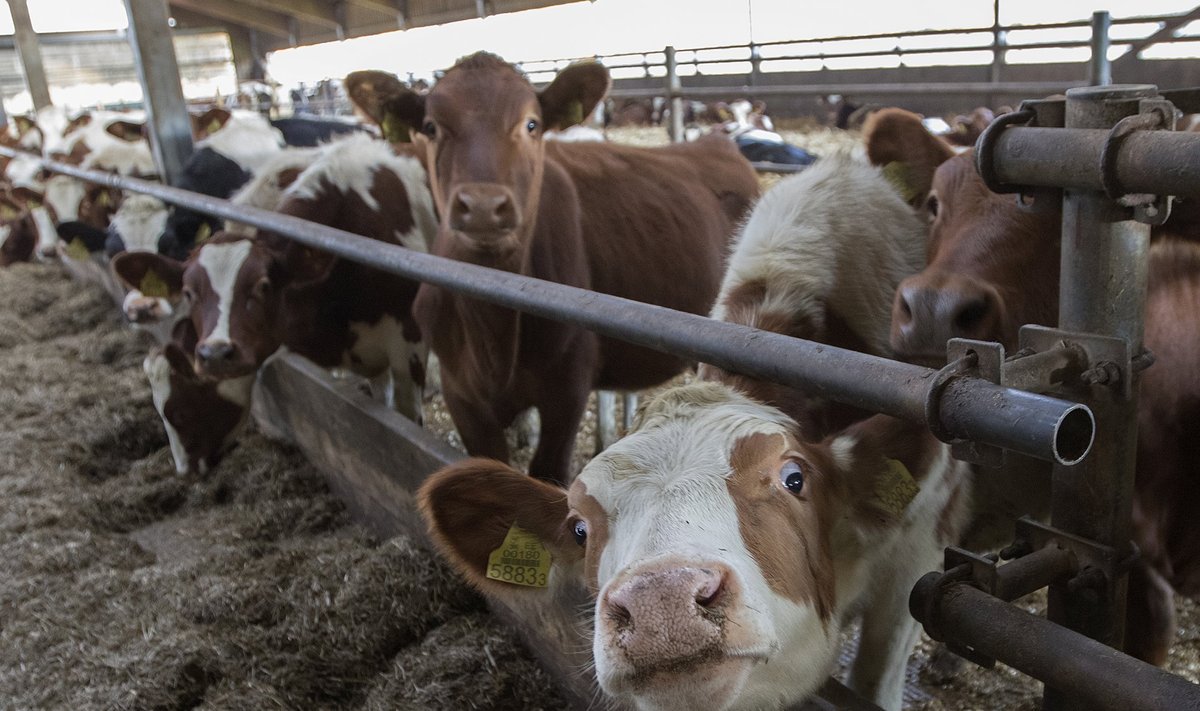 Resistentsed bakterid võivad kanduda loomadelt üle farmitöötajatele.