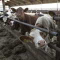 Kõljala lehmade piimasaak ulatub nüüd tonnini kuus