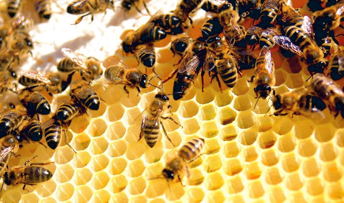 Kliima ei ole ainus mesilaste huku põhjus. Viimastel aastatel on mesilindude suremust suurendanud ka pestitsiidide kasutamine põllumajanduses ja Aasia päritolu parasiit-lesta Varroa levik.