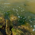 Департамент здоровья: есть подозрение, что на пляже Пирита появились сине-зеленые водоросли