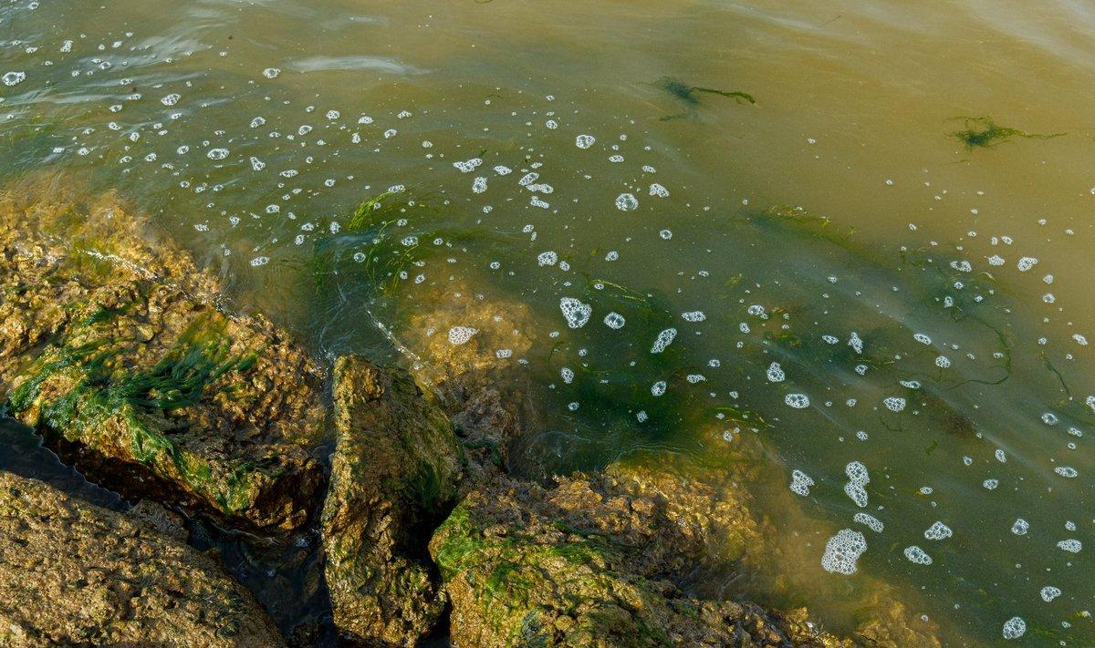 Сине-зеленые водоросли на пляже Пирита (2020)
