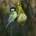 SOOVITUSED | Kuidas talvel linde õigesti toita?