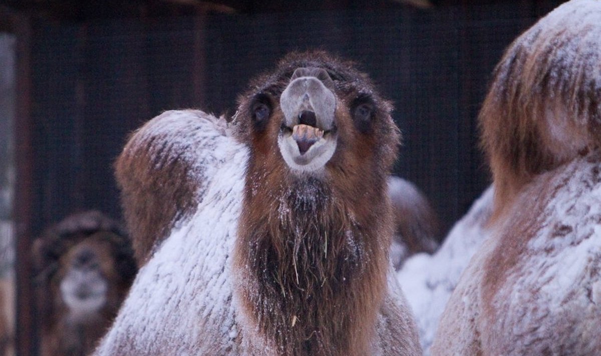 Kujutate ette: kaamlid on meeleldi üleni lumised!