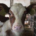 Piimatoodang lehma kohta kasvas rekordilise 8 833 kilogrammini