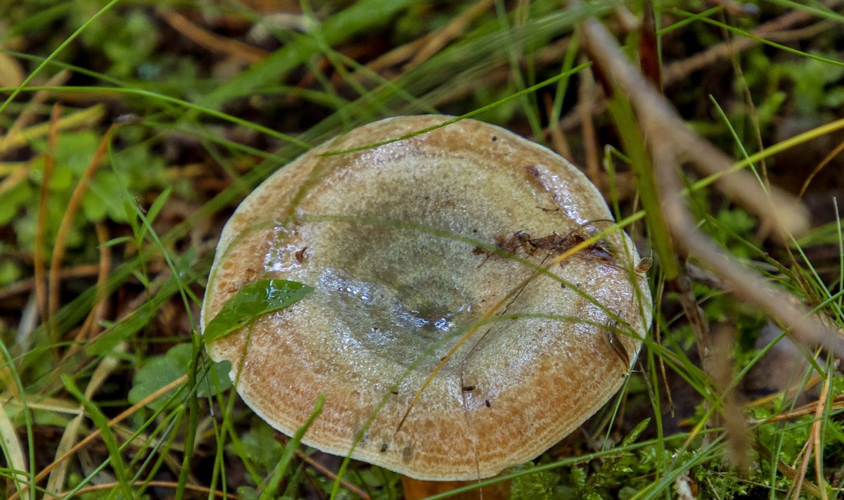 Loodusmuuseumi teadlased Seenenäituse väljapaneku tarbeks seeni kogumas Valkla metsas   