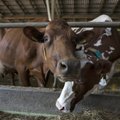 Saaremaa Piimaühistu müük kasvas mullu 10 protsenti