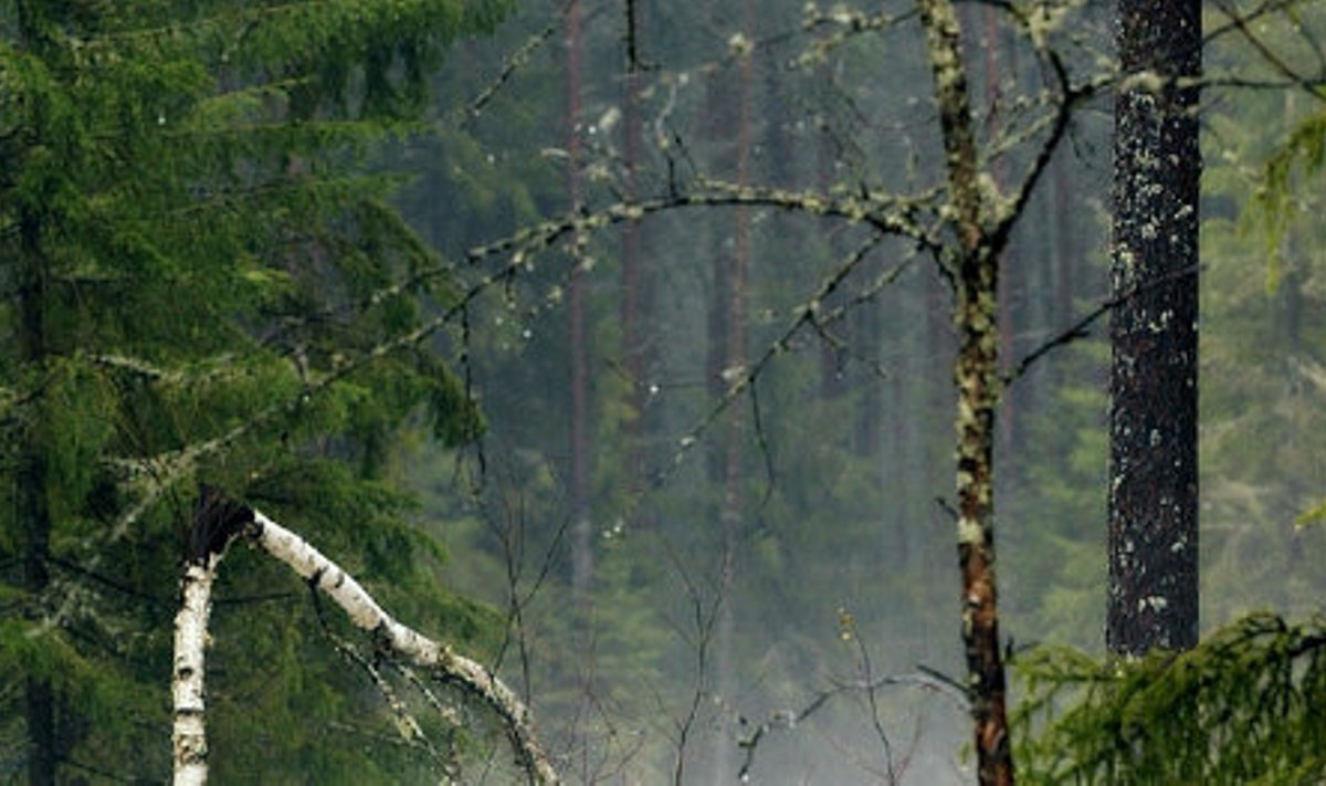 Vaid veerand inimestest kujutab umbkaudu ette, kui palju metsa Eestis on.