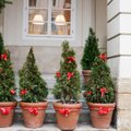 Новогодние традиции: Когда ставят елку в разных странах мира?